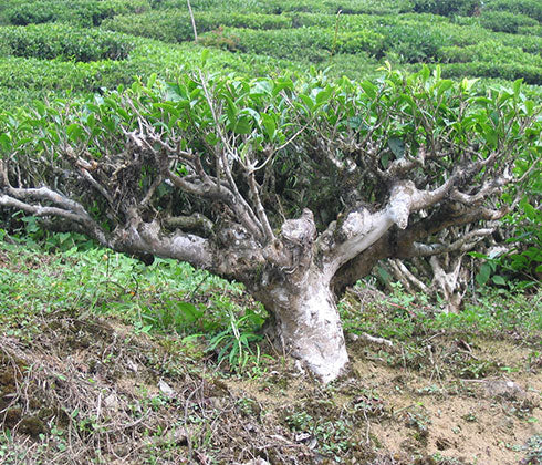 Tea tree - Darjeeling